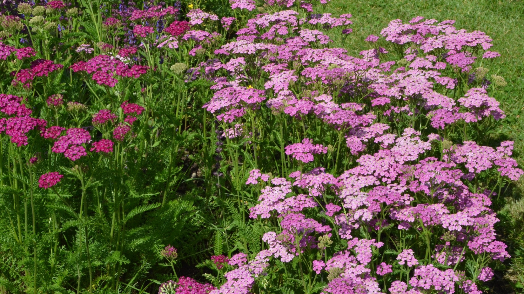 Yarrow in garden