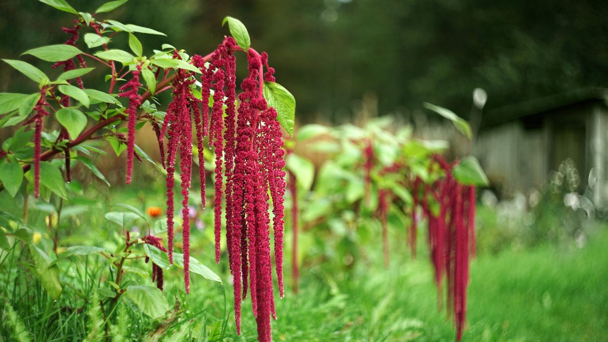 Amaranth flower