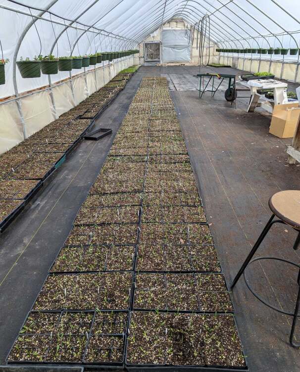 seedlings growing in a greenhouse