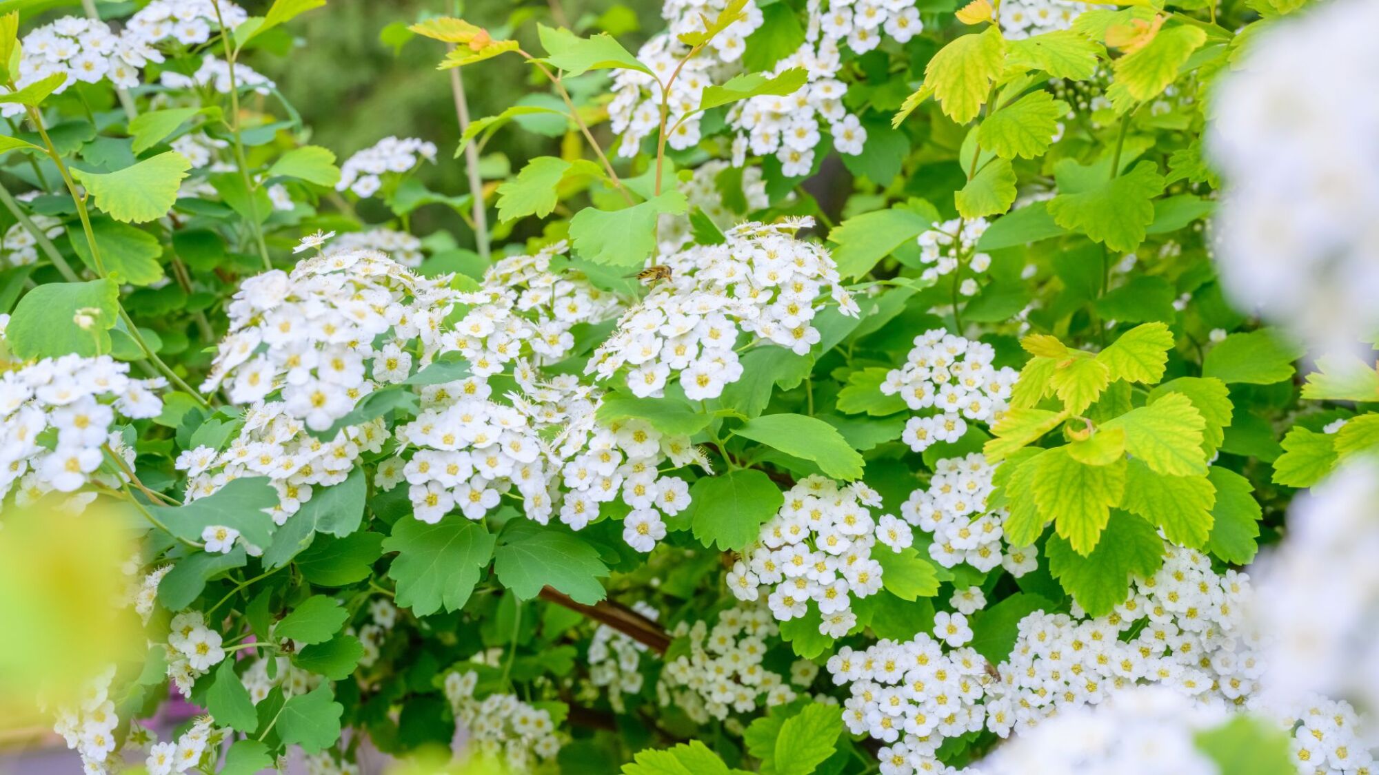 Sweet alyssum