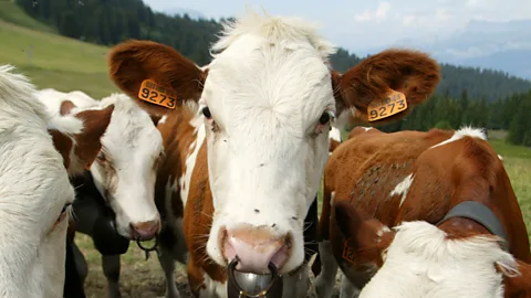 Getty Images Barcodes are used to keep track of everything from livestock to the parcels we have delivered to our doors (Credit: Getty Images)