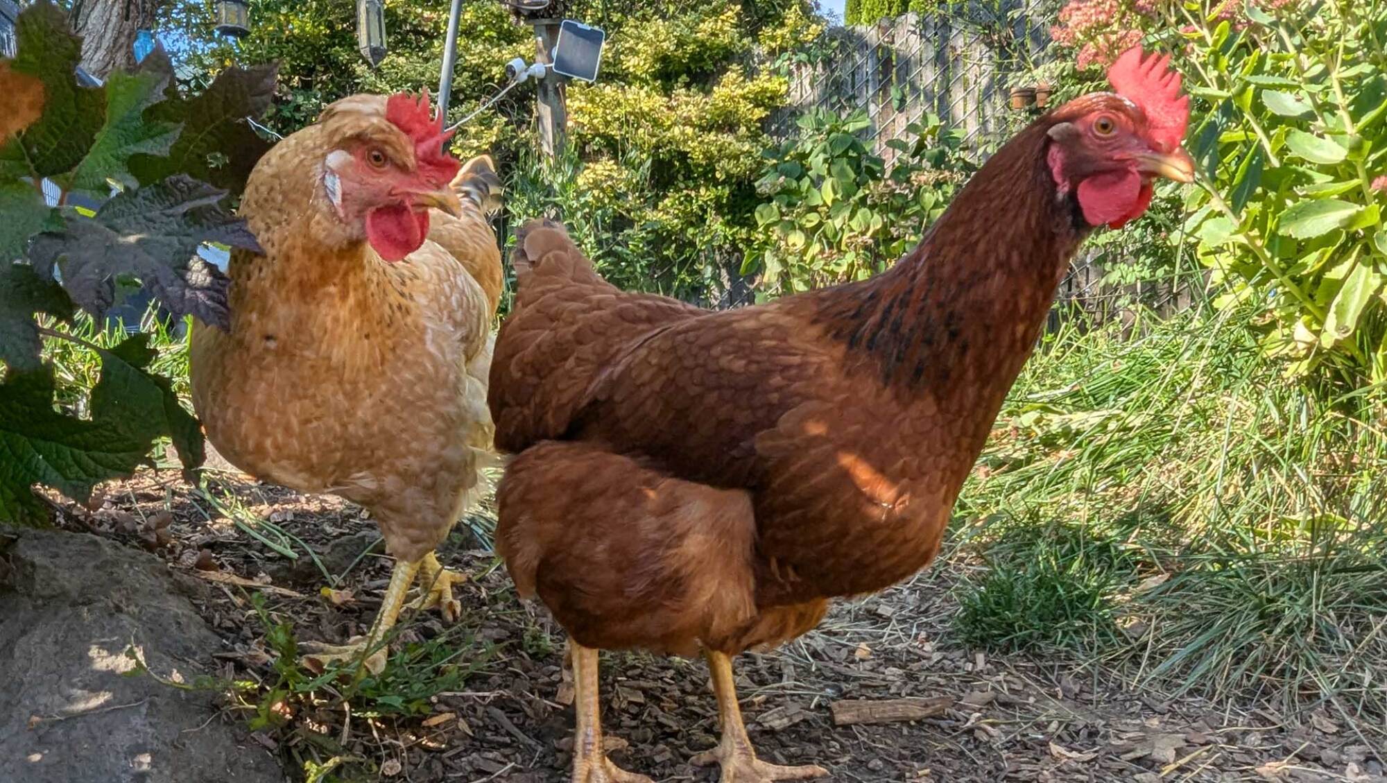 chickens lounging in the yard