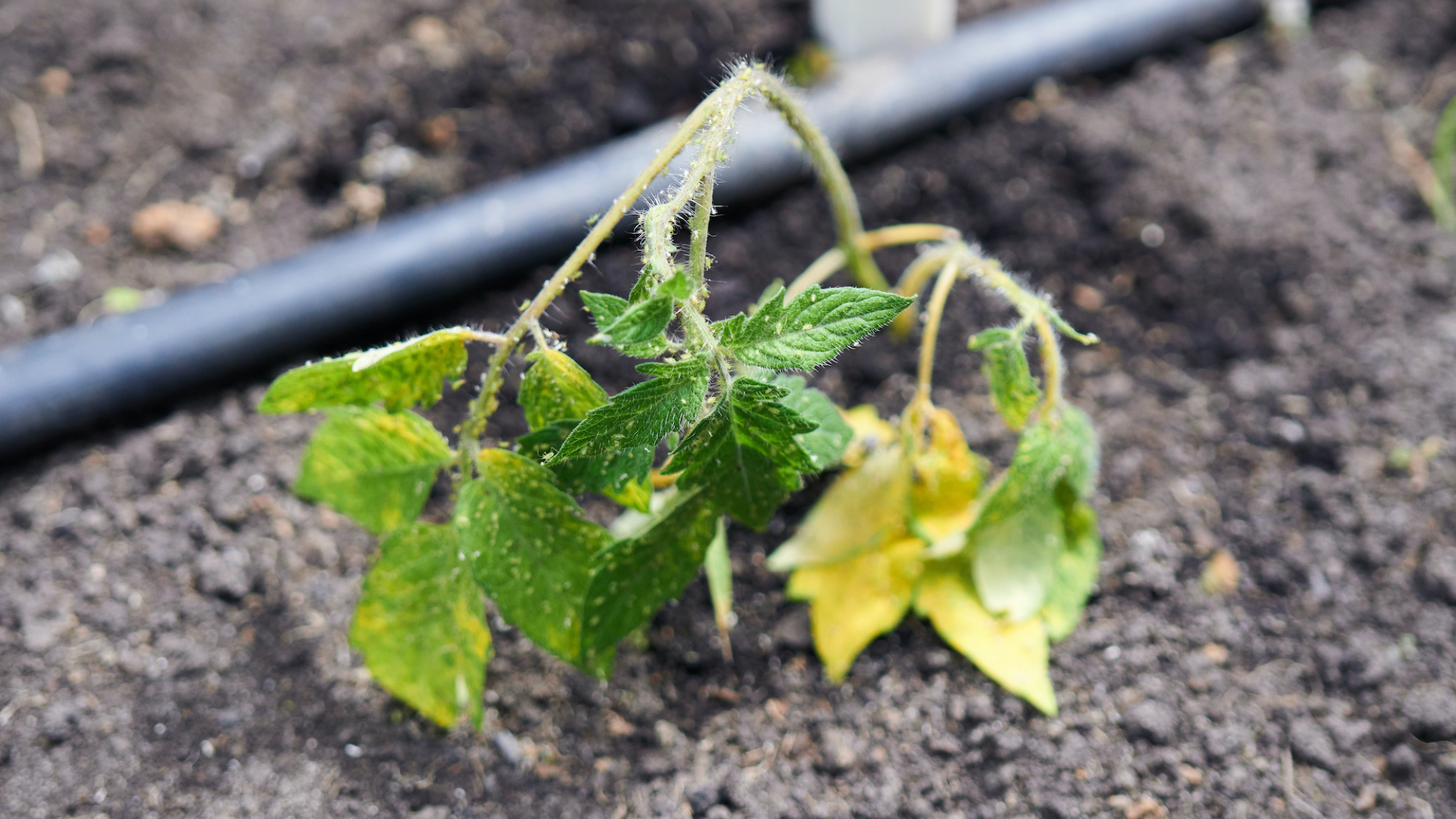 Aphids on tomato plant